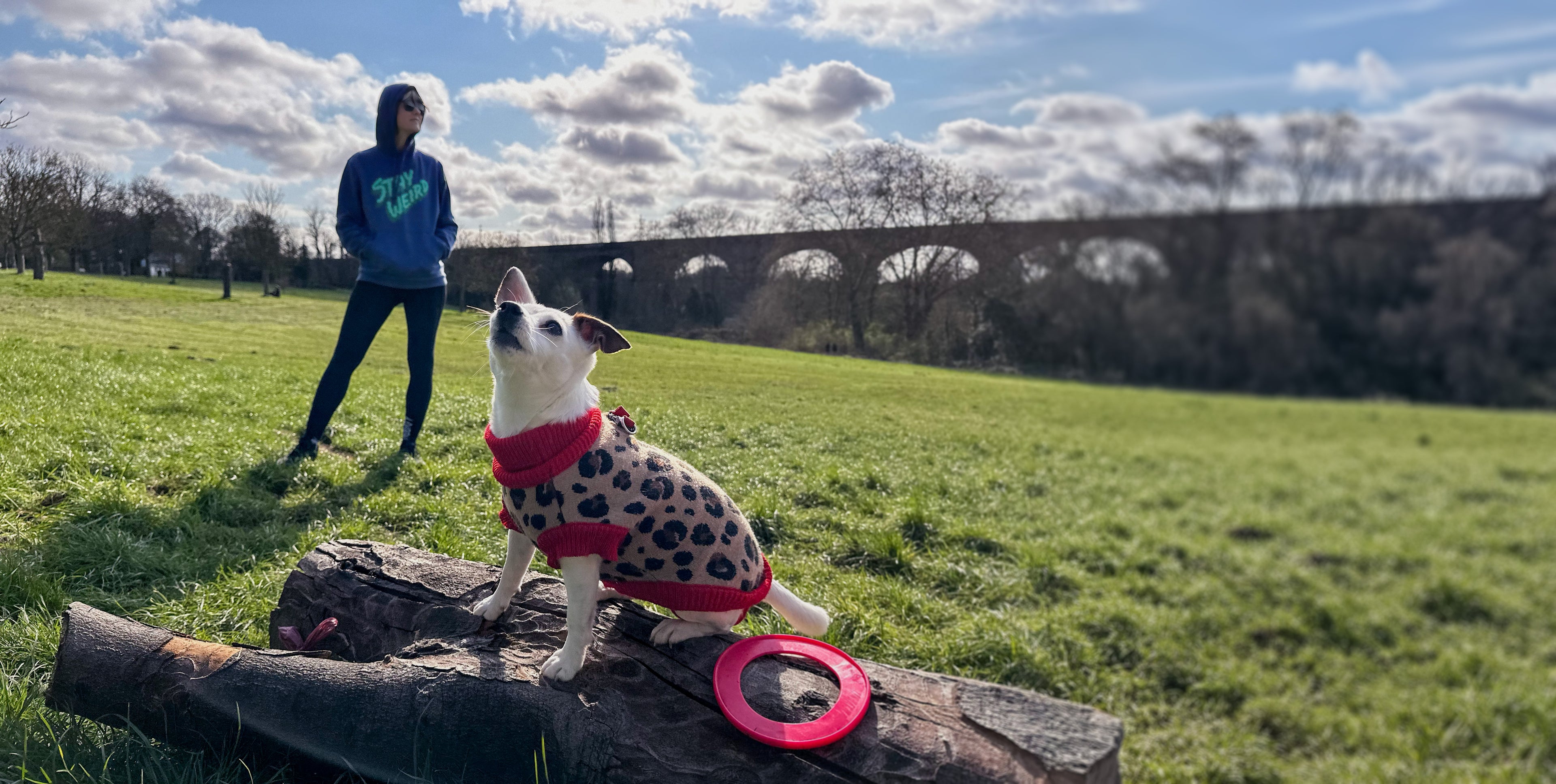 Dog in a red coat sitting on a rock with a person in purple hoodie in the background in a park.